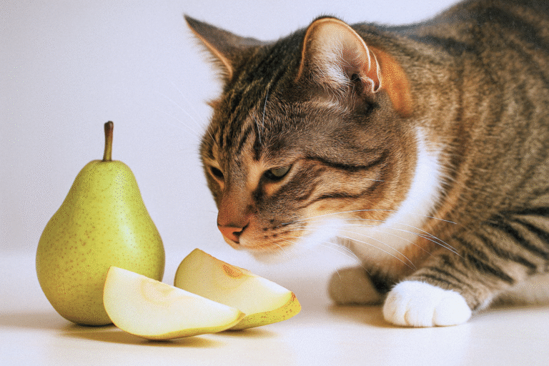 Close-up of a tabby cat sniffing pear slices next to a whole pear on a light background.